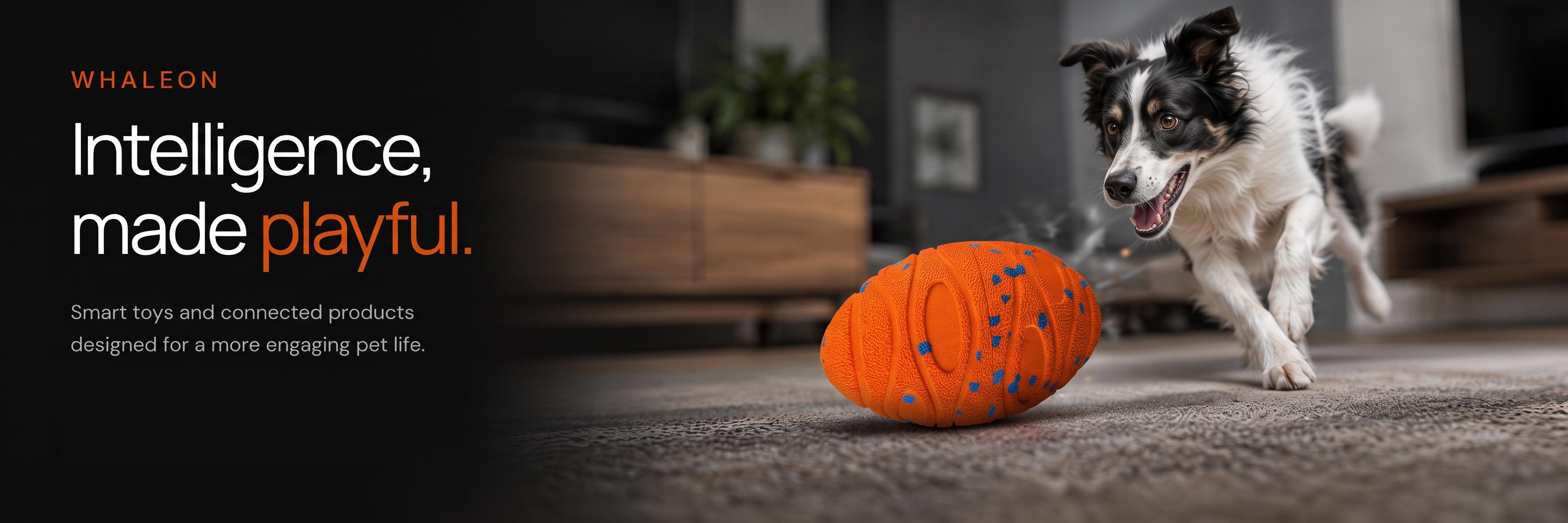 Border Collie playing with an orange Whaleon ball